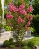 Lagerstroemia indica Rosea Nova, 40–60 cm – Roze Productafbeelding-voorbeeld 3