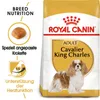 Royal Canin Cavalier King Charles Adult, Adult, Cavalier Produktbild-Vorschau 14