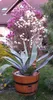 A large agave plant in a wooden planter sits in front of a house with a blooming magnolia tree. Anteprima dell’immagine prodotto