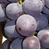 Winorośl Alden 2L Podgląd zdjęcia produktu 2