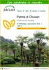 SAFLAX  - Palma di Chusan - 10 semi - Con substrato - Anteprima dell’immagine prodotto 1