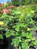Beetrose Yellow Meilove ® - Rosa Yellow Meilove ® - Produktbild-Vorschau 3