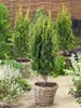 Taxus baccata, Europäische Eibe, immergrün, 40–60 cm Produktbild-Vorschau 13