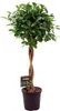 Fikus chiński Ficus Microcarpa Moclame Ø23 cm ↕110 cm Podgląd zdjęcia produktu 1