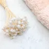 Glixia Getrocknete BIG - (Comanthera) - Gebleicht Produktbild-Vorschau 2