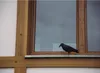 A black bird is perched on a wooden windowsill in front of a window. Náhľad obrázku produktu