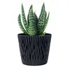 A potted succulent plant in a decorative pot against a white background. Podgląd zdjęcia produktu