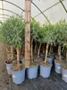 Lavandula angustifolia Hochstamm Lavendel winterhart 60-80 Produktbild-Vorschau 7