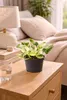 Epipremnum Happy Leaf Topf ca. 20 cm - Pflegeleichte Produktbild-Vorschau 5