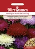 Herzoginaster Mischung | Herzoginasternsamen von Dürr Samen Produktbild-Vorschau 3