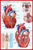 Educational - Istruzione The Heart Il cuore - Poster Anteprima dell’immagine prodotto 1