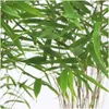 Planten van Frank | 6 bambusplanten | Fargesia rufa | Productafbeelding-voorbeeld 3