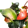 Kwiat flaminga "Rainbow Champion" pomara?czowy Anthurium Podgląd zdjęcia produktu 2