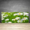 Küchenrückwand aus Glas 125x50cm Spritzschutz Gänseblümchen Produktbild-Vorschau 2