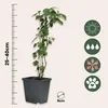 A potted plant with a ruler indicating its height and icons representing its care needs. Produktbild-Vorschau