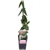 A potted plant with a label. Anteprima dell’immagine prodotto
