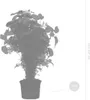 Bloomique - 3er-Mix Polyscias - Aralie - Fabian, Ming, Produktbild-Vorschau 4