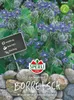 Sperli Borretsch Gurkenkraut - Kräutersamen Produktbild-Vorschau 1