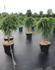 Juniperus communis Green Mantle - grüner Kriechwacholder - Produktbild-Vorschau 3