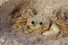 Sable De Rivière Pour Aquariums Et Terrariums De Tortues Voir les images du produit 4