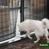 Kuketo | Moskytiéra na dveře - 80/90/100 x 210/220 cm - Náhled obrázku produktu 5