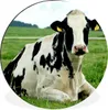 MuchoWow® Aluminium Wandkreis Kuh - Gras - Tiere - Berg Ø Produktbild-Vorschau 1