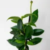 3x Trachelospermum Jasminoides – Toskanischer Jasmin – Produktbild-Vorschau 5