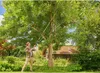 A man is using a long-handled pruning tool to trim branches from a tree in a garden, with a house in the background. Produktbild-Vorschau