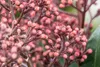Skimmia japonica 'Rubella', immergrün, rote Knospen, 25–30 Produktbild-Vorschau 7