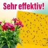 A potted plant with pink flowers is shown next to a yellow sticky trap covered in dead insects. Produktbild-Vorschau