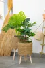 Umělá rostlina MONSTERA, 70 cm Náhled obrázku produktu 10
