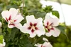 Hibiscus syriacus 'Hamabo', Roseneibisch, rosa Blüten, ca. Produktbild-Vorschau 1