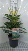 Mahonia media 'Winter Sun' - Mahonia 60-80 cm - Pojemnik Podgląd zdjęcia produktu 2