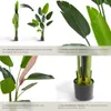 Arbre oiseau du paradis TROPIC - 160 cm Voir les images du produit 4