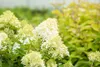 Hydrangea paniculata 'Skyfall', Rispenhortensie, weiß, ca. Produktbild-Vorschau 5