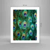 Poster - Poster ohne Rahmen - Pfauen Feder Makro - 40x50 cm Produktbild-Vorschau 4