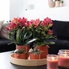 Kolibri Orchideen | Combi Deal von 2 roten Phalaenopsis Produktbild-Vorschau 3