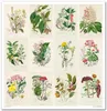 Scrapbooking-Papier Set 30×30 cm – SLS-035 Herbarium – ITD Produktbild-Vorschau 9