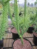 Cryptomeria japonica Dinger - chinesische Sicheltanne - Produktbild-Vorschau 3