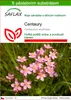 SAFLAX - Centaury - Centaurium erythraea - 250 Semena - S Náhled obrázku produktu 1