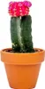 Gardners Gymnocalycium mix, průměr 6 cm Náhled obrázku produktu 5