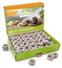Kokos Quelltöpfe 36 mm | Kokos Quelltöpfe von FLORTUS, Produktbild-Vorschau 2