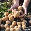 Saatkartoffeln Frieslander A 28/35 (5 kg) - Organifer Produktbild-Vorschau 7