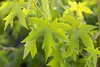 Liquidambar styraciflua 'Worplesdon', Amberbaum, 80–100 cm Produktbild-Vorschau 2