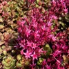6 x Bodembedekker Sedum 'Voodoo' - Sedum spurium 'Voodoo' | Productafbeelding-voorbeeld 2