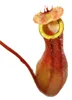 Kannenpflanze - Nepenthes - 9cm Topf Produktbild-Vorschau 2