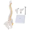 Model kręgosłupa, elastyczny anatomiczny model kręgosłupa z Podgląd zdjęcia produktu 1