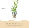 GreenboutiQ - Obstpflanzen - Blaubeere - Vaccinium Produktbild-Vorschau 3