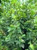 Bananenstrauch (Magnolia figo)  - 5 Samen Produktbild-Vorschau 2