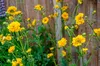 Stauden Gänge 3 x Geum chiloense 'Lady Stratheden / Produktbild-Vorschau 6